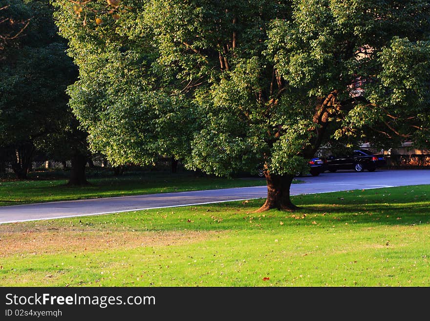 A chinese Banyan in the center of a grass. A chinese Banyan in the center of a grass