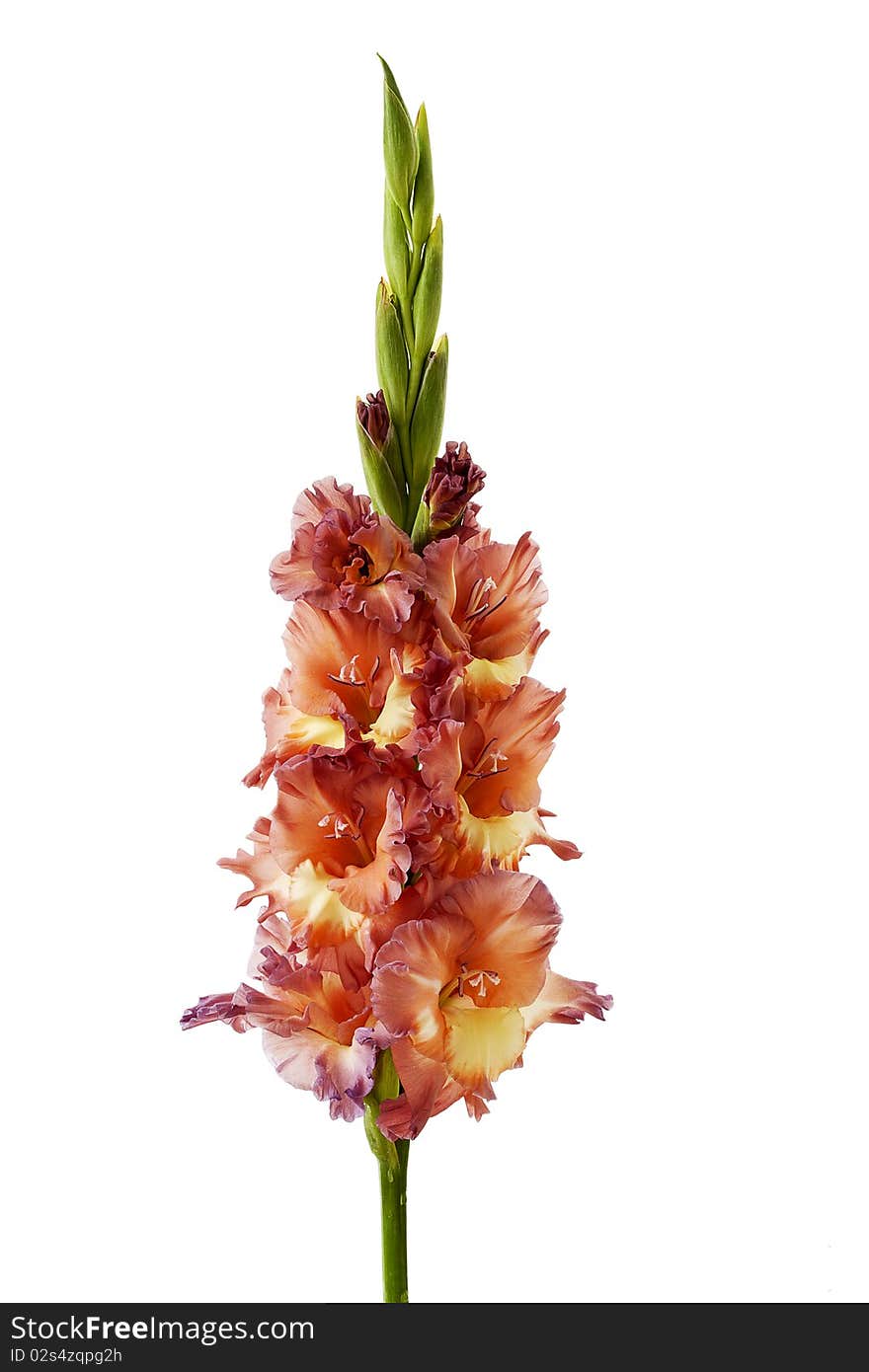 Gladiolus