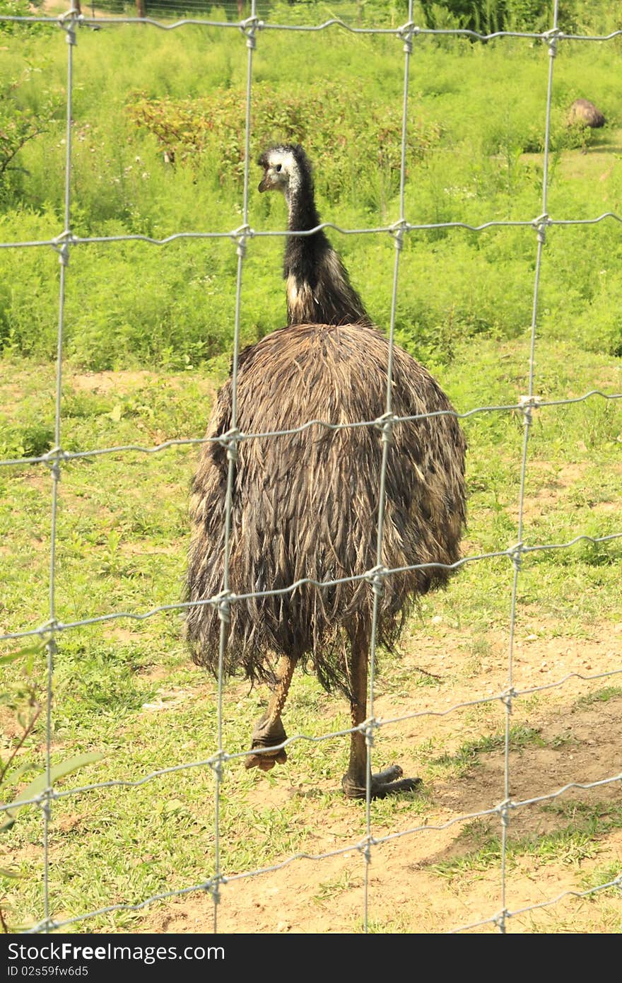 Large Flightless Bird