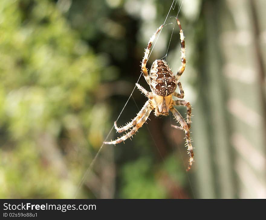 Macro image of a spider taken in worcester, england.Camera used was a konica minolta digital.(z3). Macro image of a spider taken in worcester, england.Camera used was a konica minolta digital.(z3)