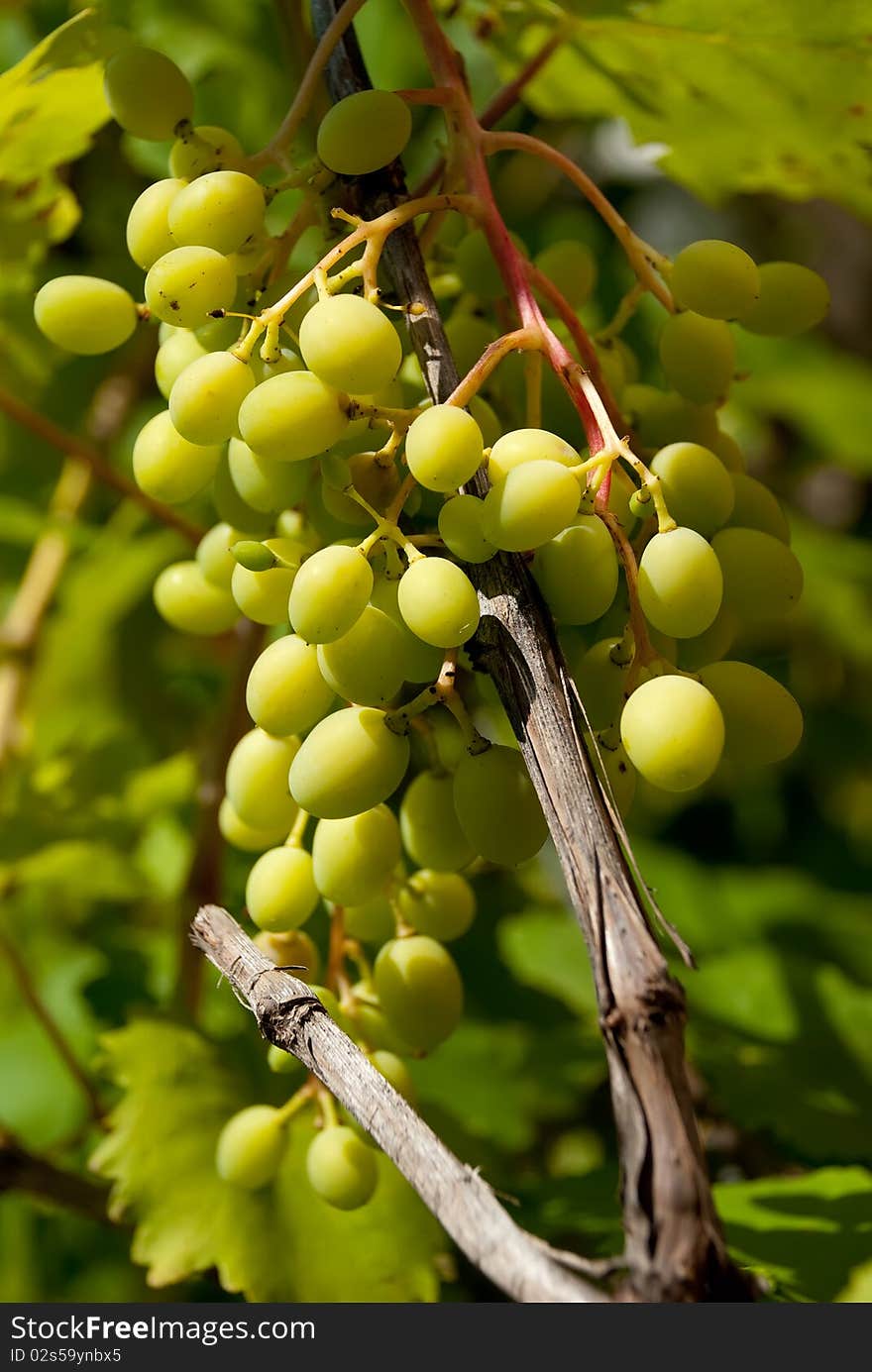 Bunch of grapes with green leaves