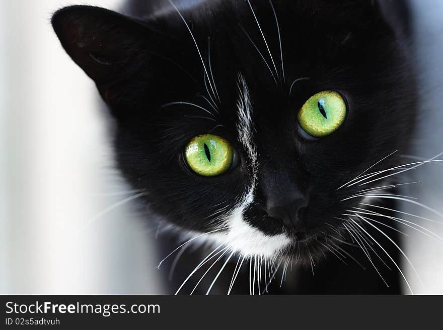 Black cat sitting on a street
Green eyes. Black cat sitting on a street
Green eyes