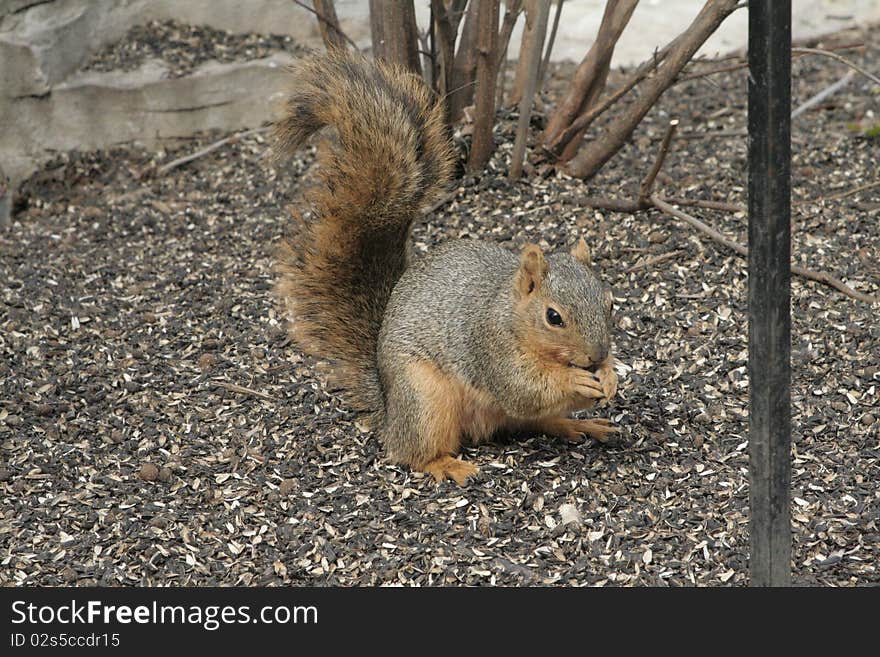 Squirrel at a local botanical garden