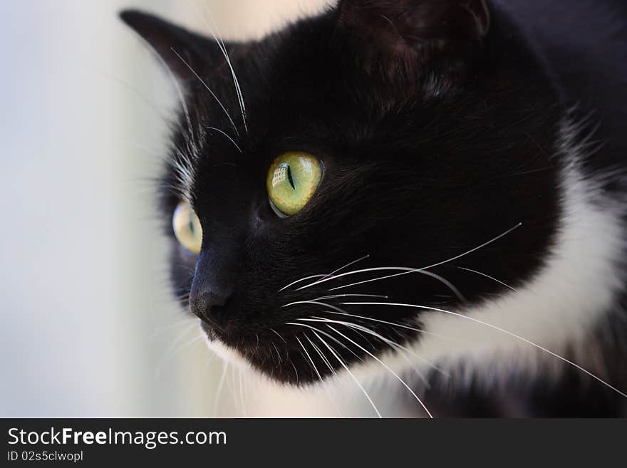 Black cat sitting on a street Green eyes. Black cat sitting on a street Green eyes