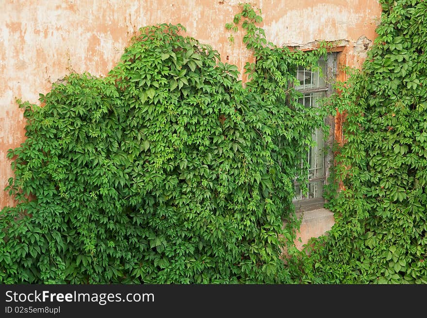 A fragment of the old walls of the house covered with ivy. Texture, background. A fragment of the old walls of the house covered with ivy. Texture, background