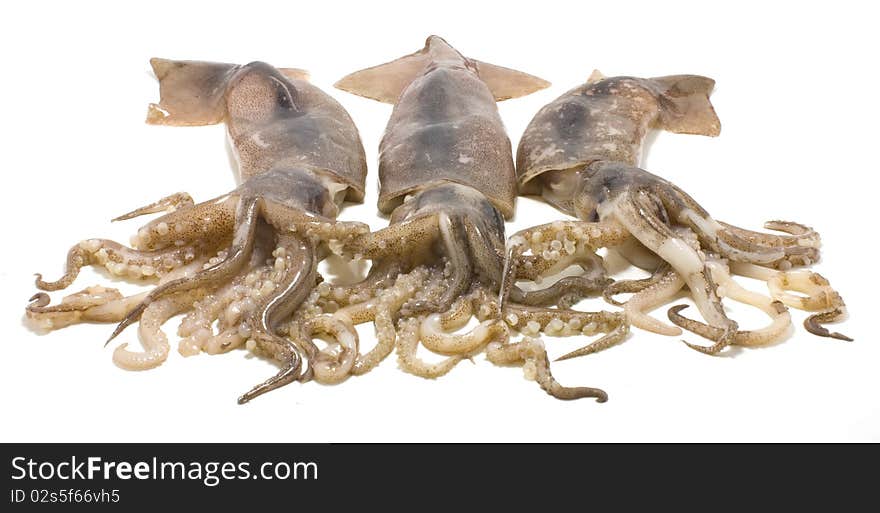 Three nice fresh squids isolated on white background