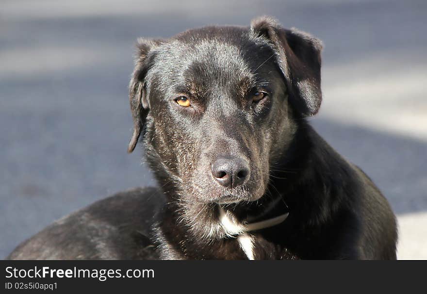 Black labrador dog head looking at the photographer. Black labrador dog head looking at the photographer