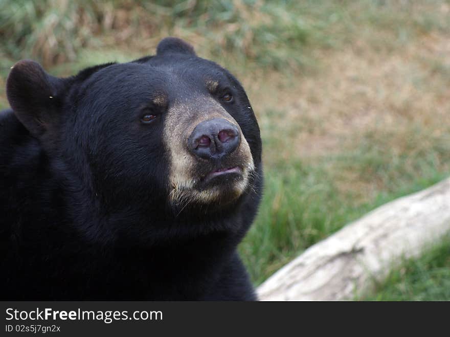 Here is a black bear looking sad