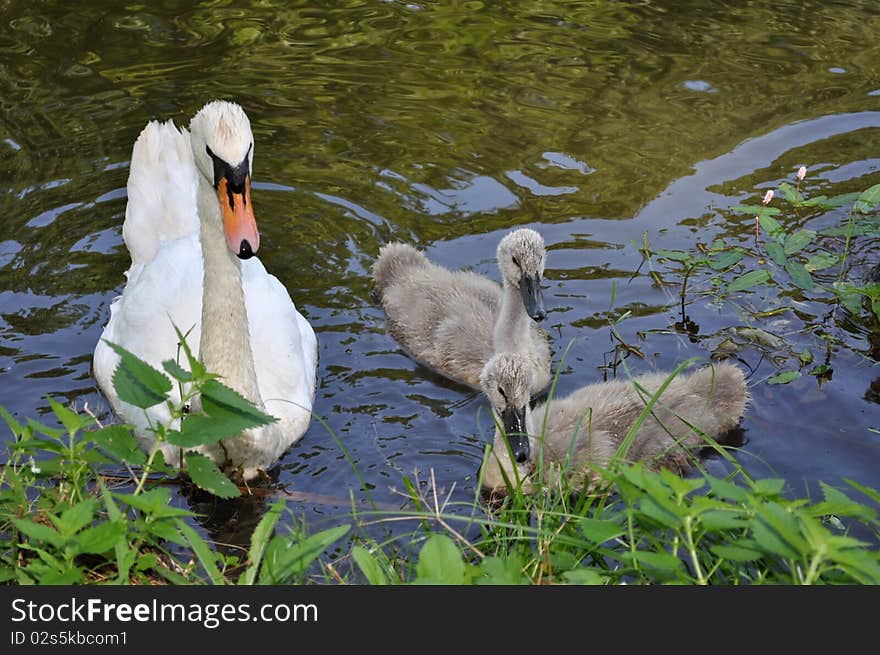 Swan family at coast of wood lake