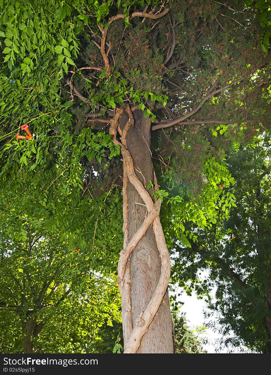 Tree trunk and canopy covered with a climbing vine plant. Tree trunk and canopy covered with a climbing vine plant