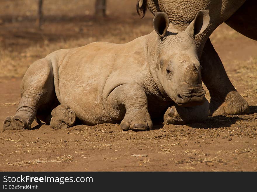 Baby White Rhinoceros