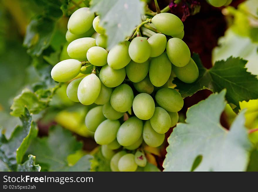 Green grape cluster behind leaves