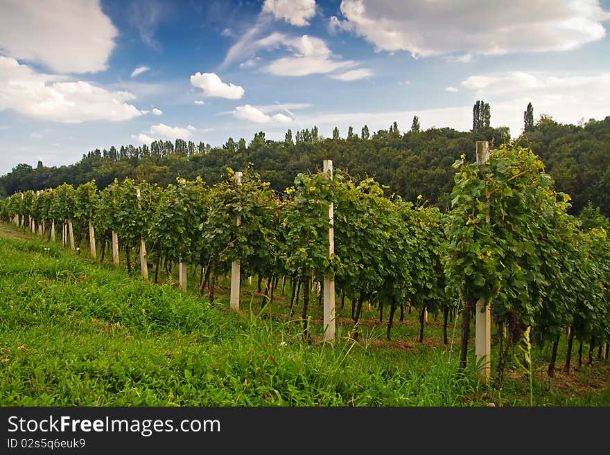 Panoramic view of vineyard landscape