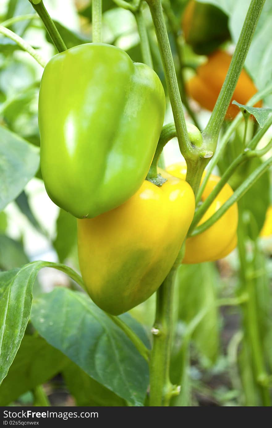 Ripe yellow pepper with leaves in the garden. Ripe yellow pepper with leaves in the garden