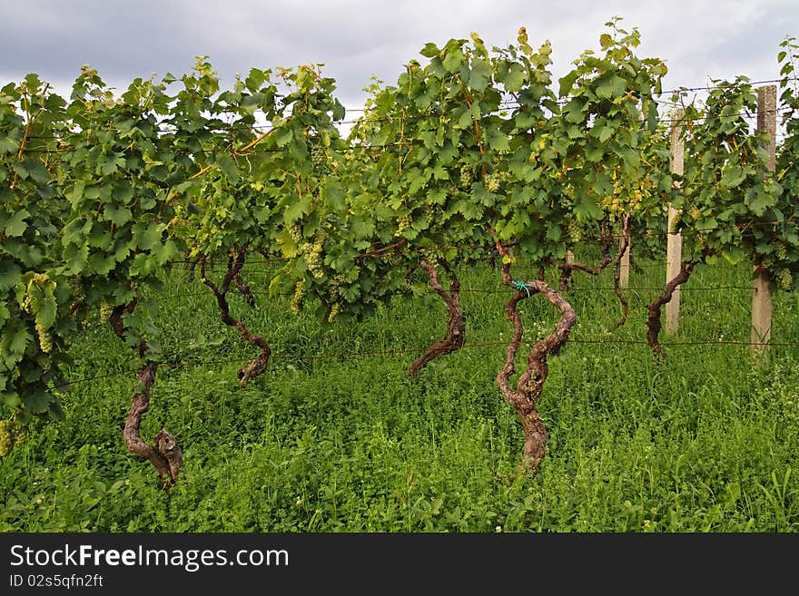 Vineyard at the autumn season