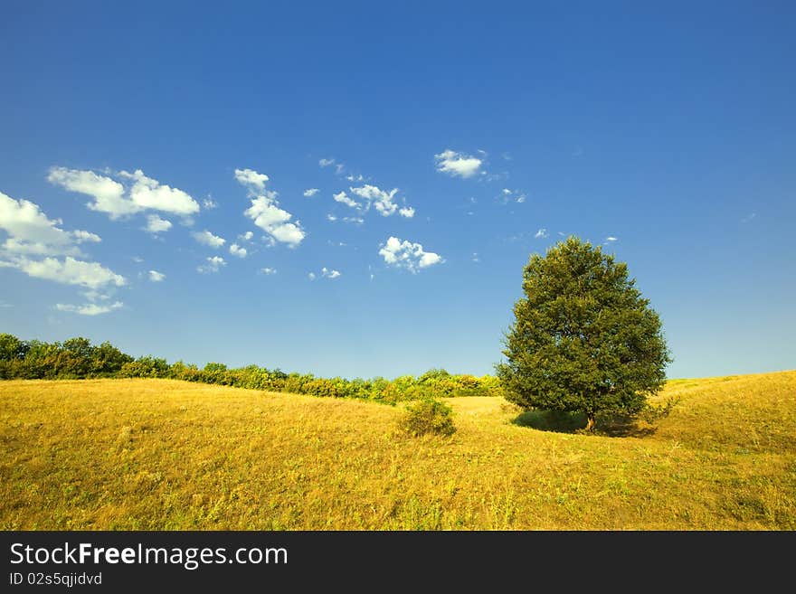 Summer scene