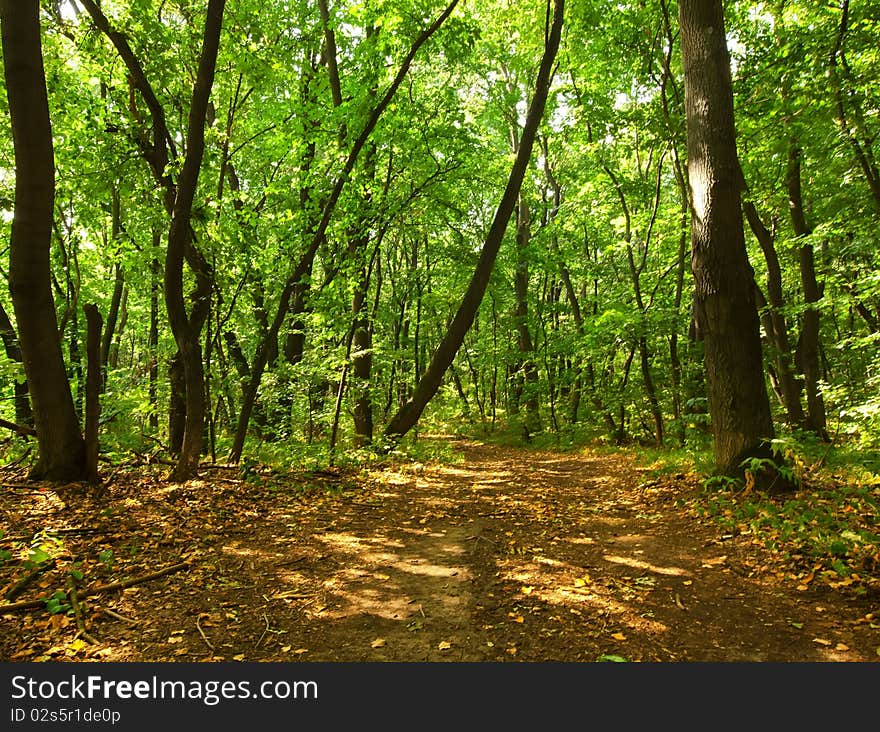 Summer sunny freshness landscape  green maple grove