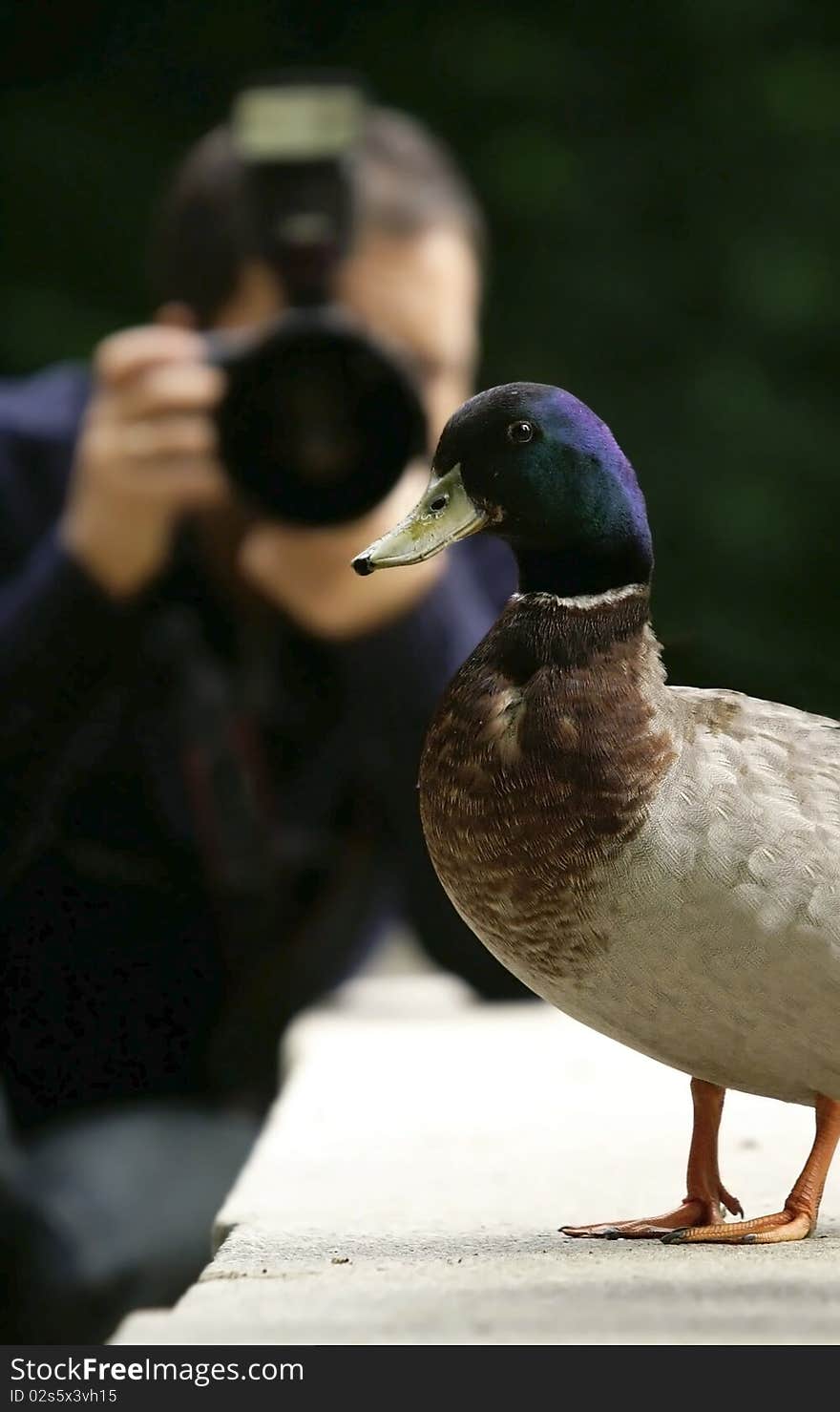 Model ducks