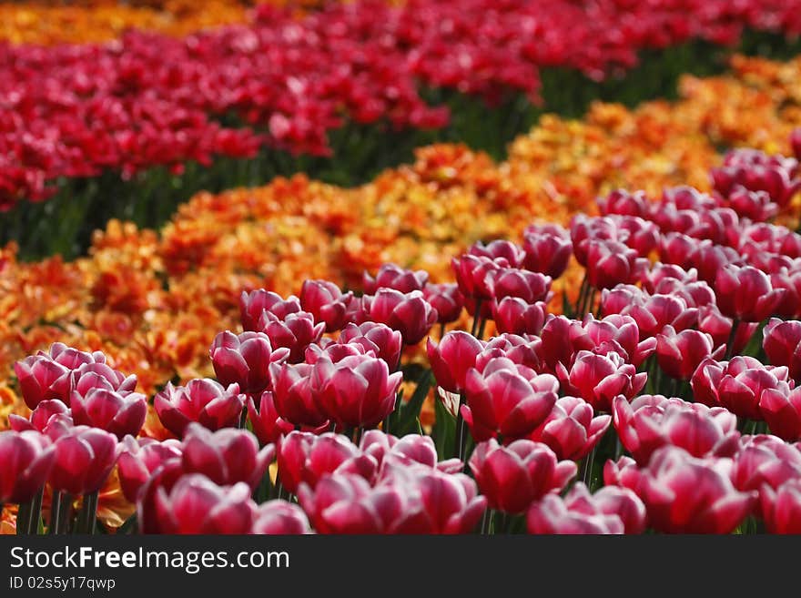 Tulipa 'Debutante', Triumph tulip on the right die in the Netherlands, Europe