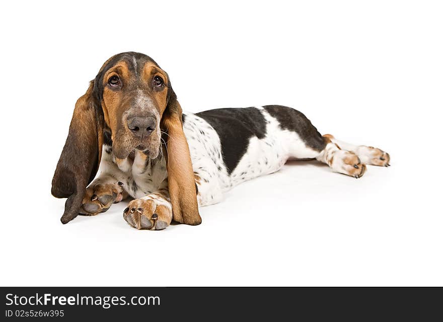 Basset Hound puppy laying down adn looking up. Isolated on white