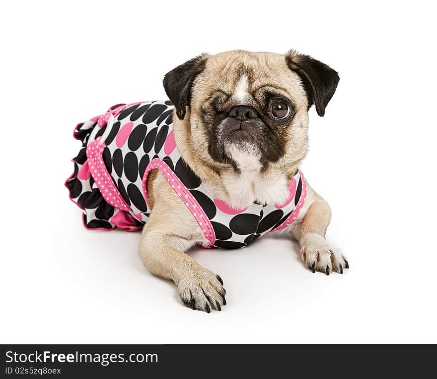 Pug dog with one eye in a polka dot dress