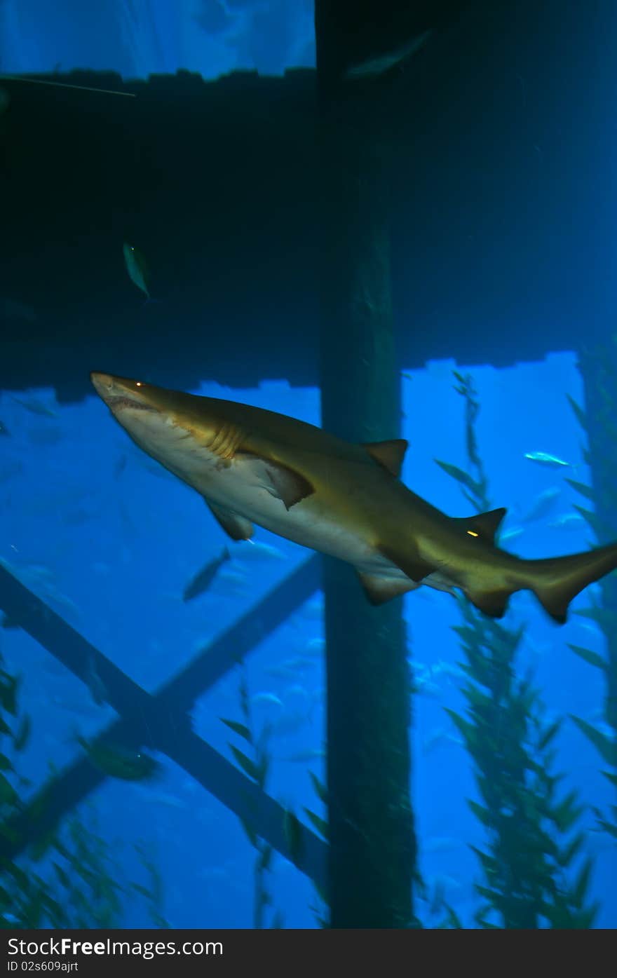 Shark attack small fish in the aquarium