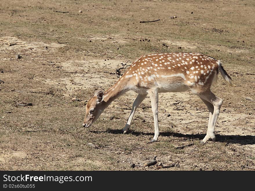 Small deer in the meadow freedom. Small deer in the meadow freedom