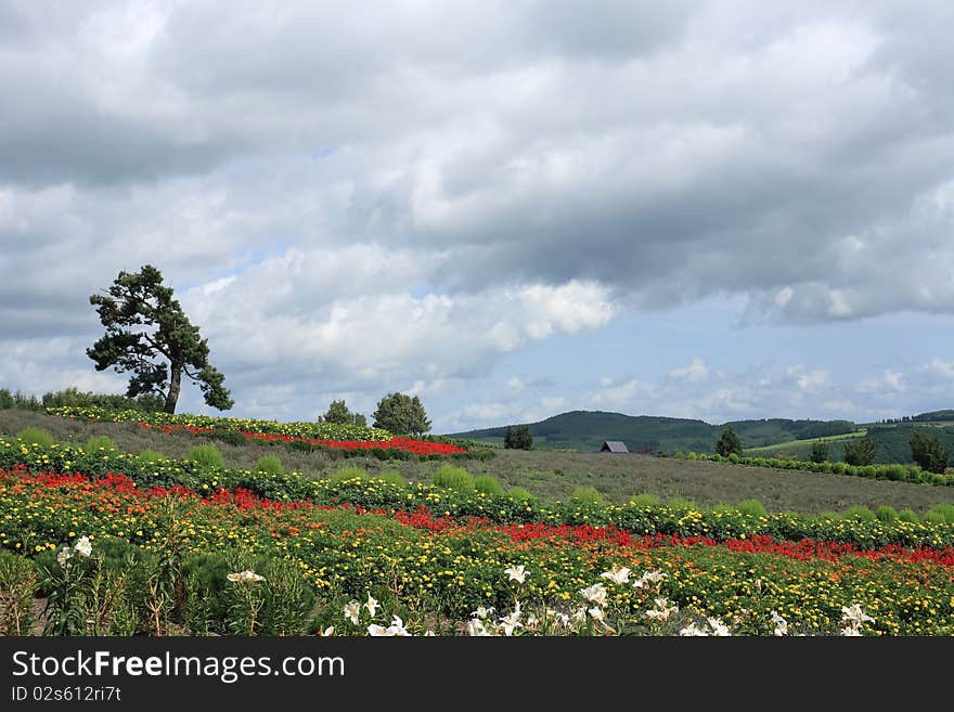 Flower Fiels at Biei