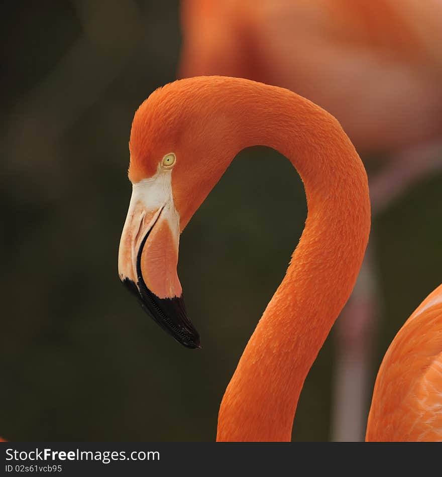 Flamingo, Portrait.