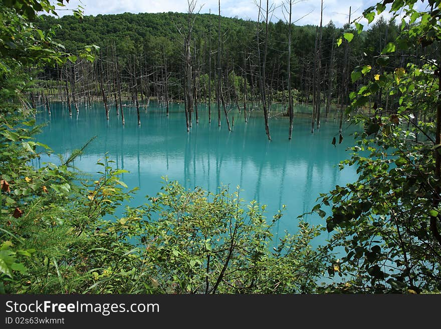 Blue Pond at Biei, Hokkaido, Japan.