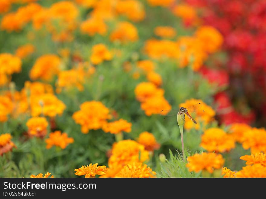 Calendula and Red Dragonfly