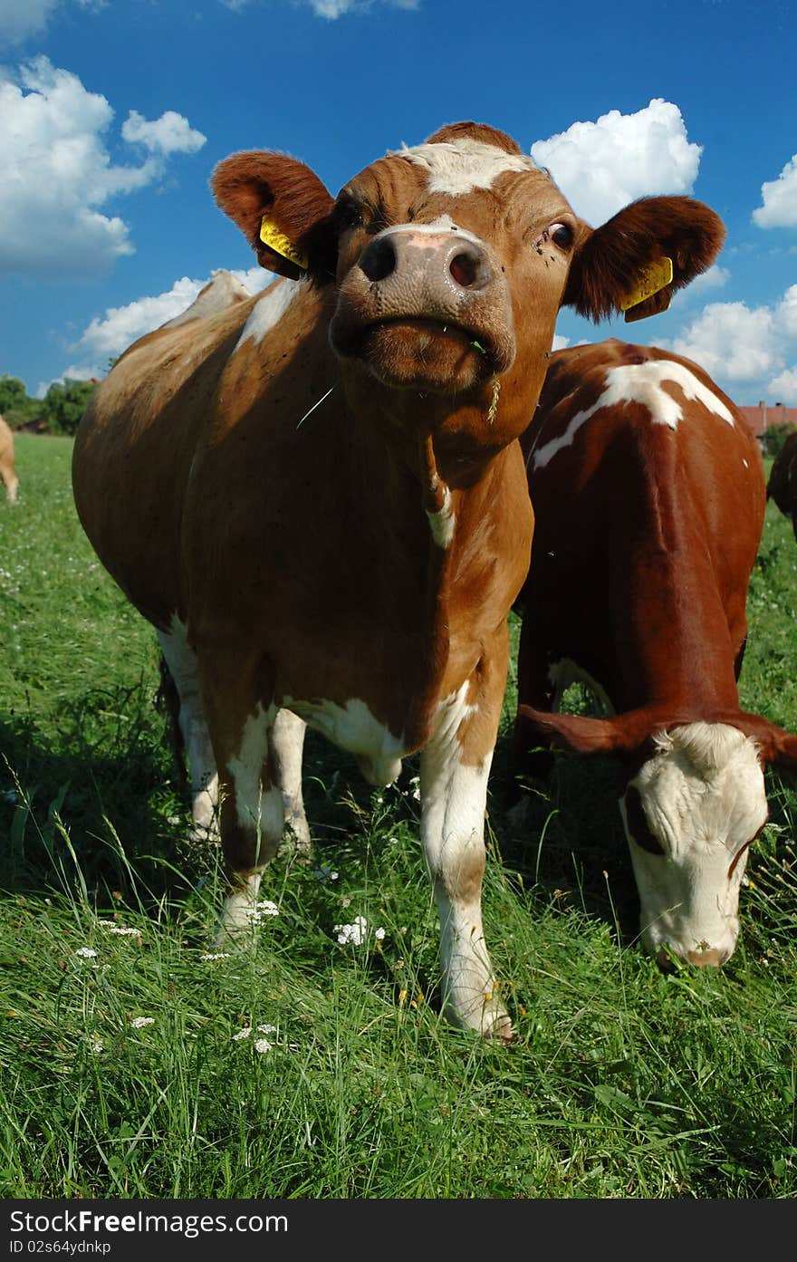 Curious look young cow