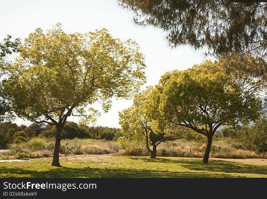 Summer garden with sun shinning down on the blooming greenery. . Summer garden with sun shinning down on the blooming greenery.