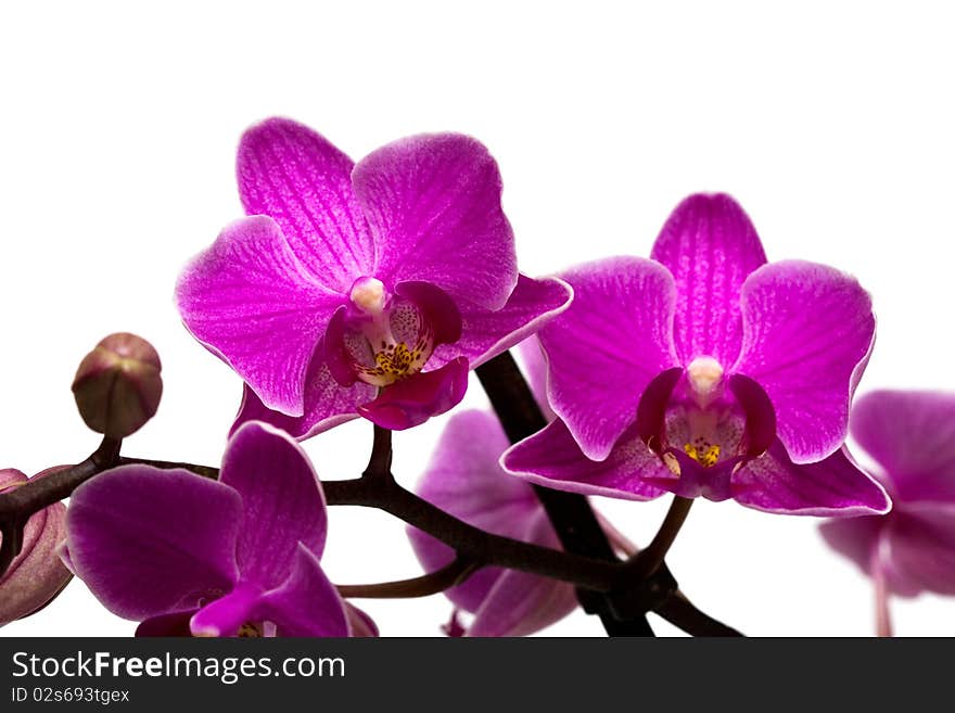 Orchid isolated on white