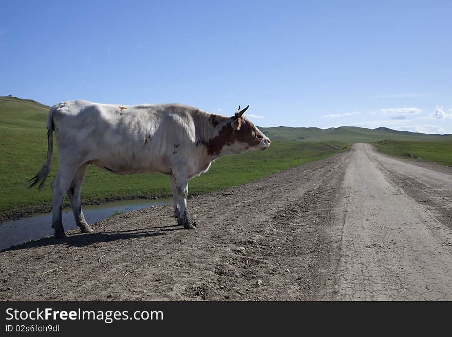 Cattle and road