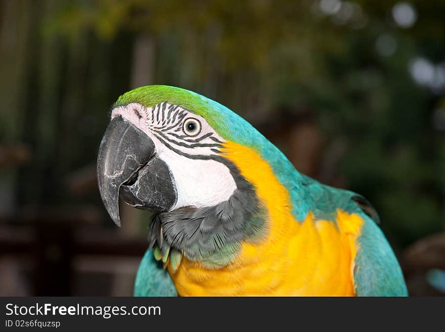 Yellow blue macaw in forest