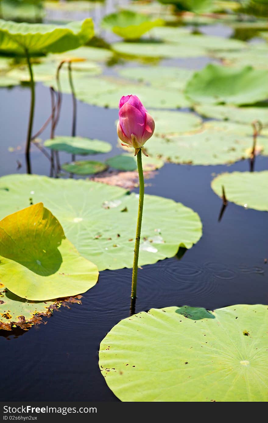 The lotus is one of Chinese favorite blossoms.