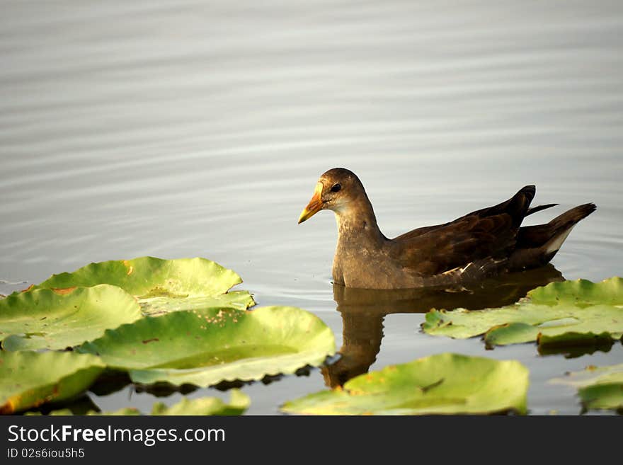 Common Moorhen medium-sized (31 cm), black and white, the amount of a bright red, short mouth. Green body feathers all black, with white lines on the sides only formed two lines, and under tail white, upturned tail when fully shown in this spot. Young: upper body tan, flight feathers dark brown. Cephalic, sides of neck brown, chin and throat, gray, tan chest, chest and abdomen after the gray. Iris red. Mouth yellowish green, bright red mouth base. Tibia bare a Department of orange-red on both sides of the front and the back dark brown. Wow: sound and thick quack for call pruruk-pruuk-pruuk.