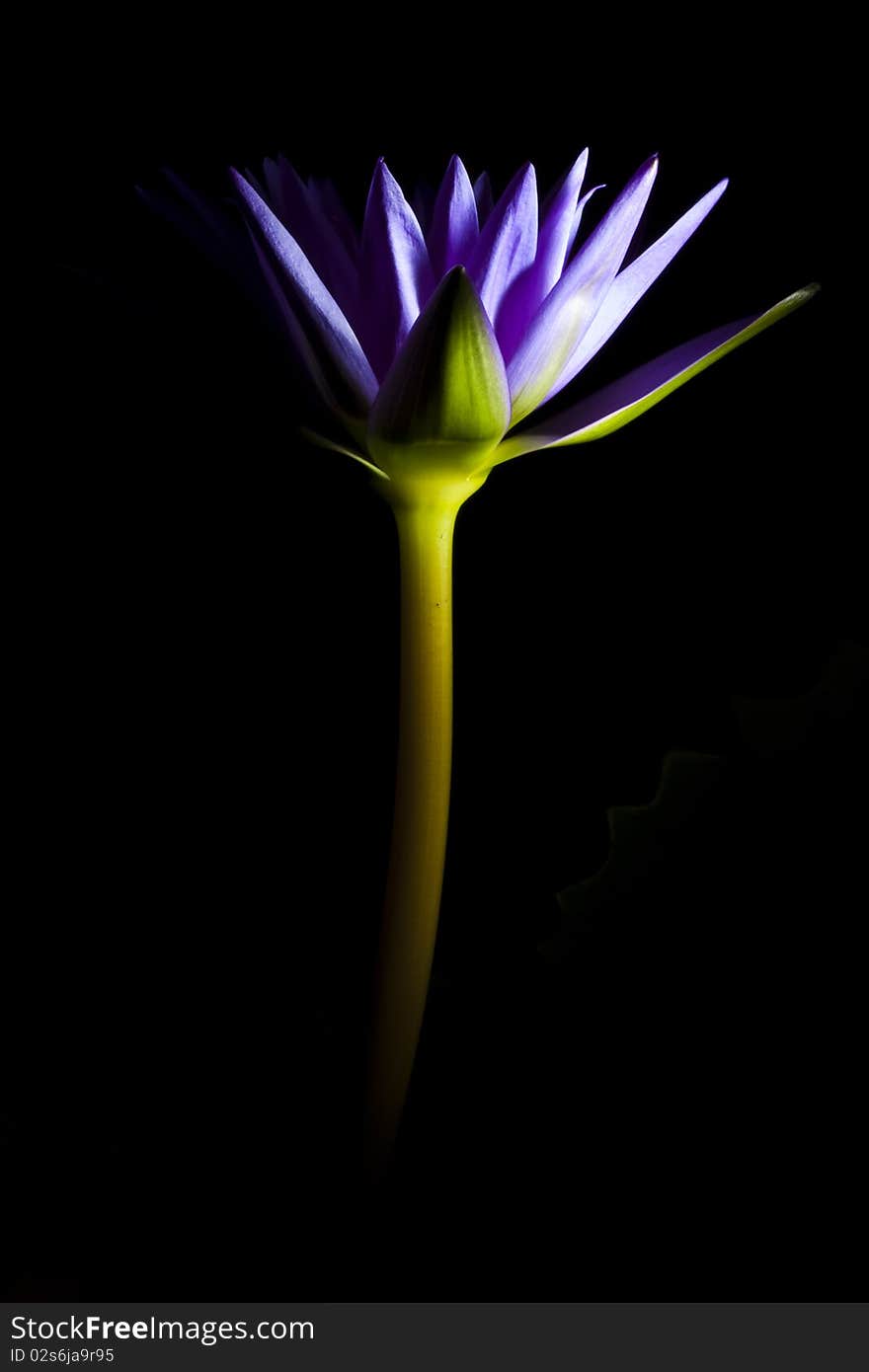 Purple water lily on black background