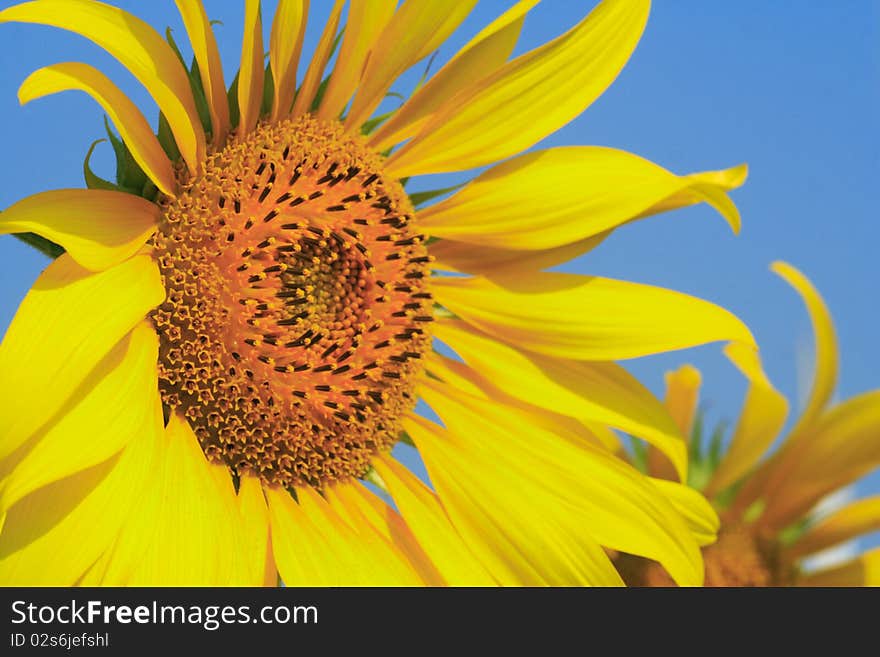 Sun Flower behind the sun light.