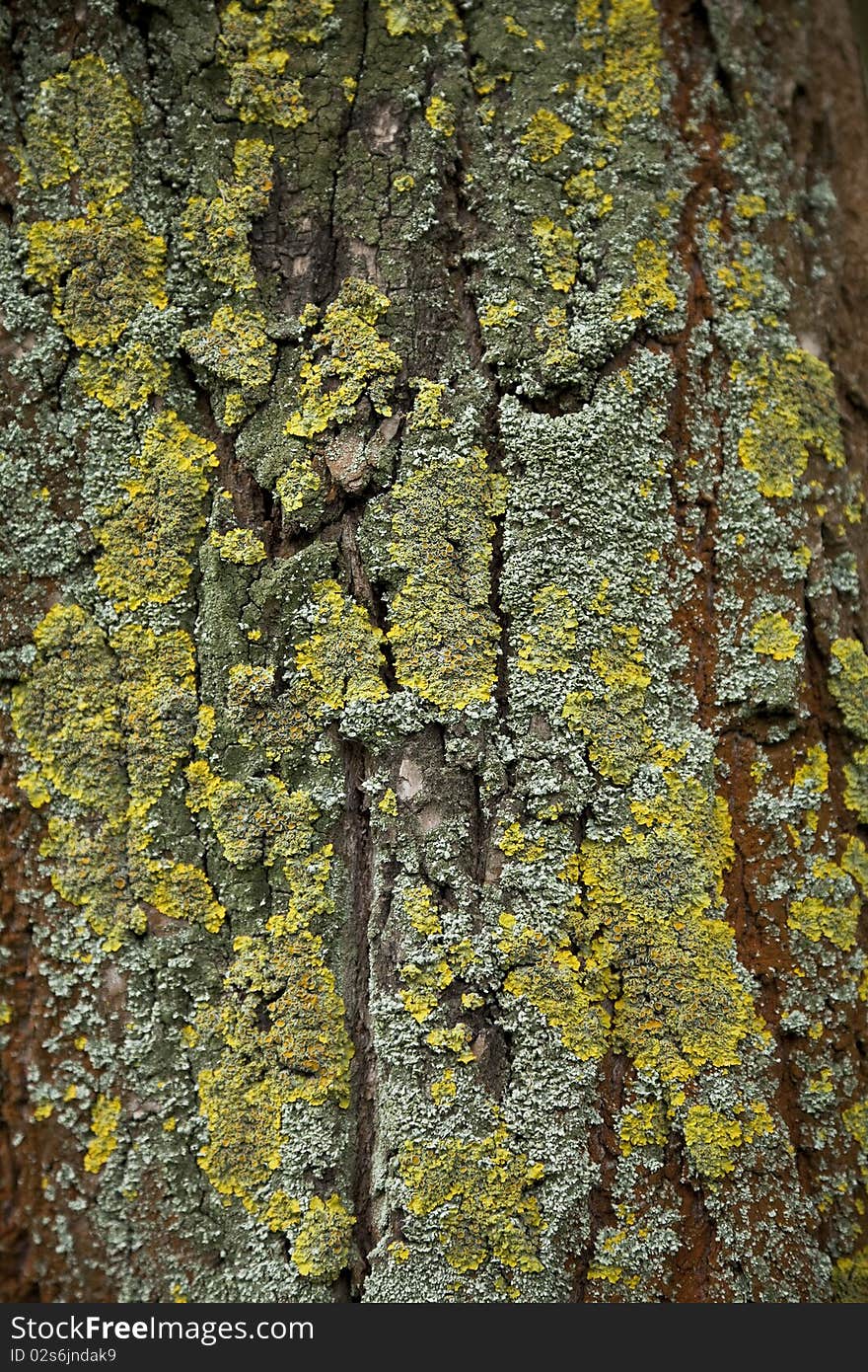 A very detailed bark tree texture / macro