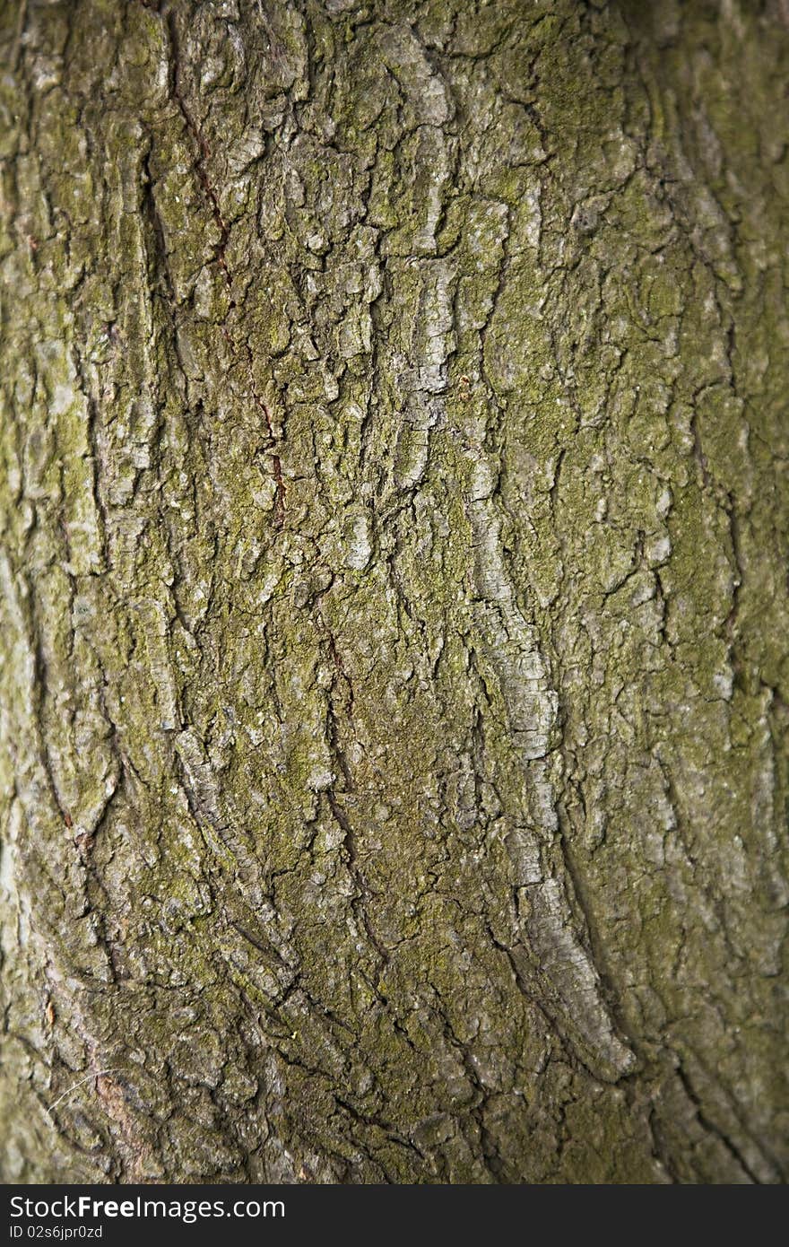 Tree texture