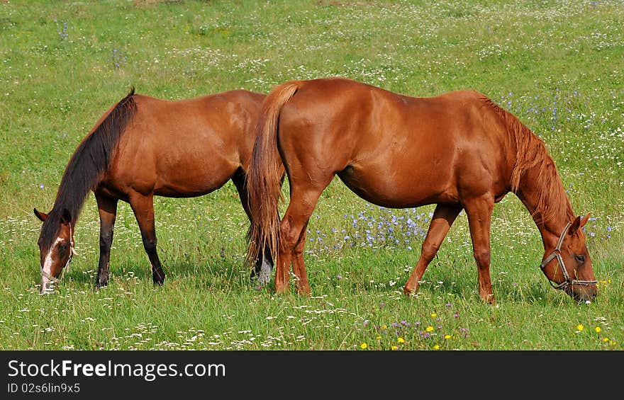 Beautiful purebred horses