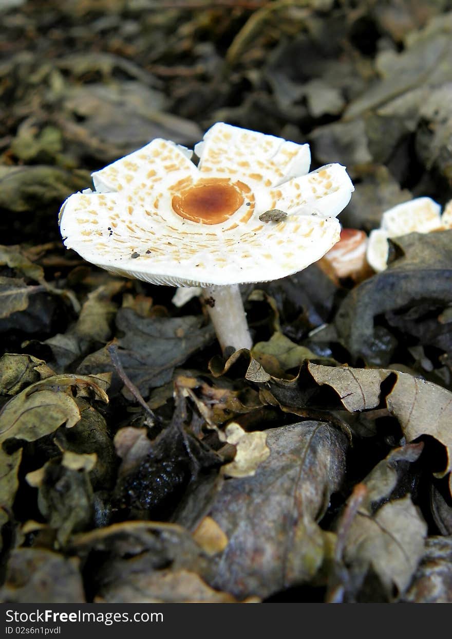 Image of a Mushroom / Fungi