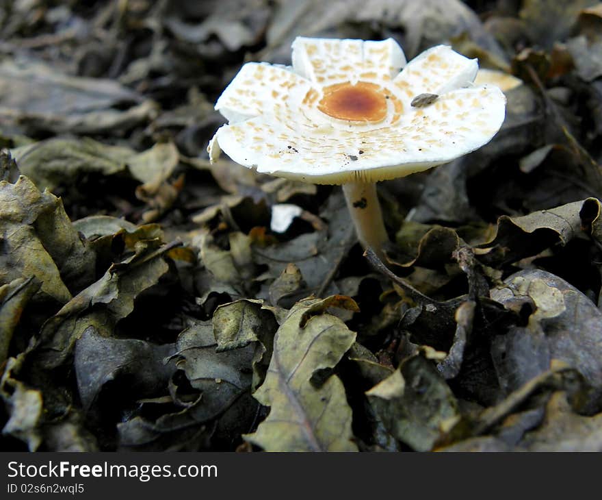 Image of a Mushroom / Fungi