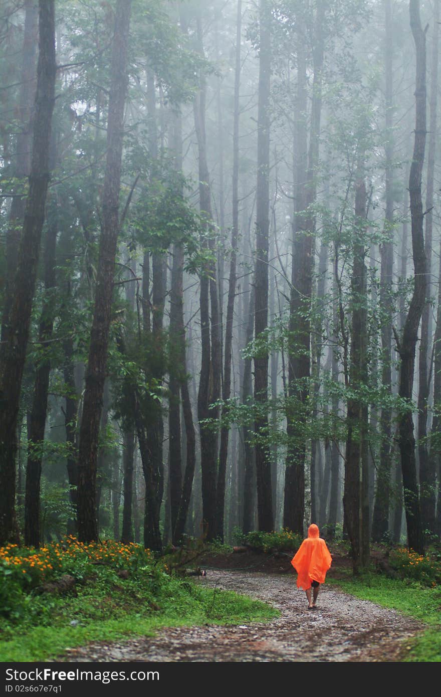 Forest in rainny day.