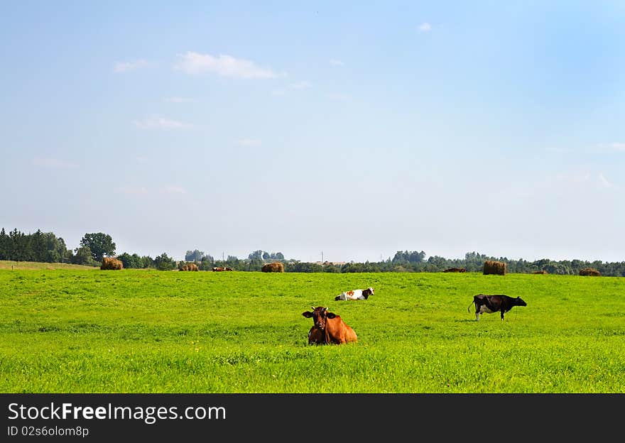 Green rural landscape with cows