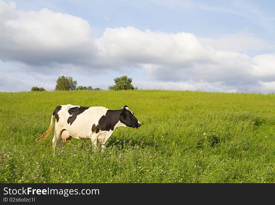 Cow on green meadow, blue sky. Cow on green meadow, blue sky