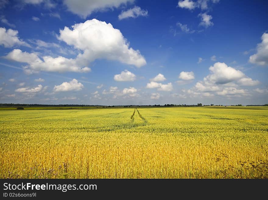 Wheat field, blue sky, summer