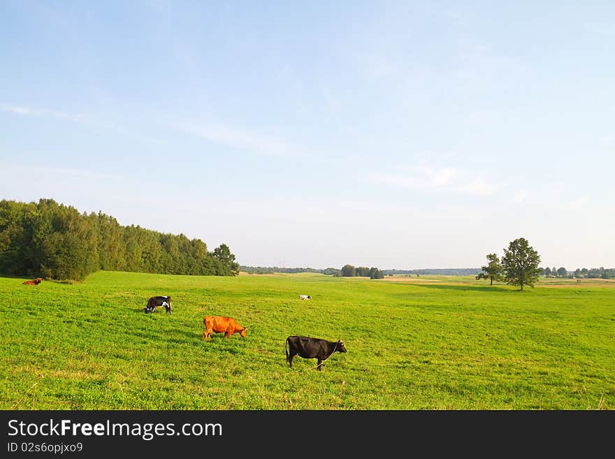 Green rural landscape with cows